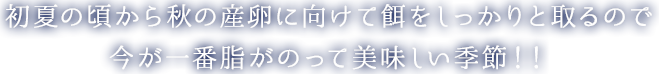 初夏の頃から秋の産卵に向けて餌をしっかりと取るので　今が一番脂がのって美味しい季節！！