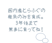 国内産とらふぐの稚魚のみを育成。3年後まで無事に育ってね！