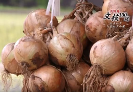 たまねぎ・たまねぎ小屋