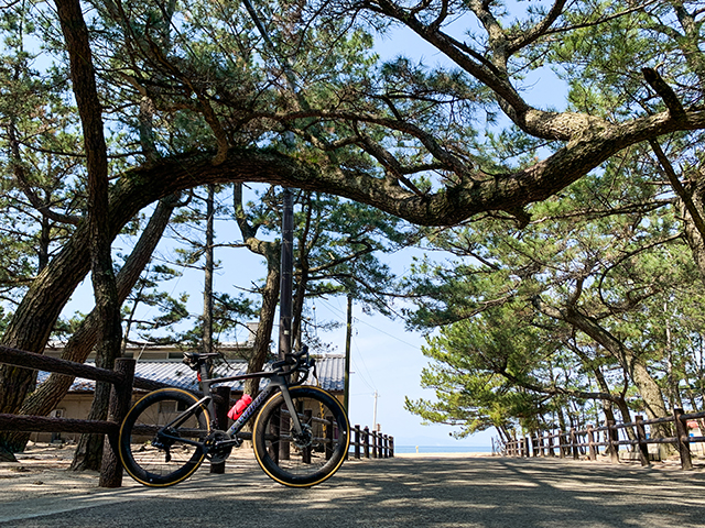 慶野松原