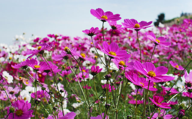 Awaji Hanasajiki Park