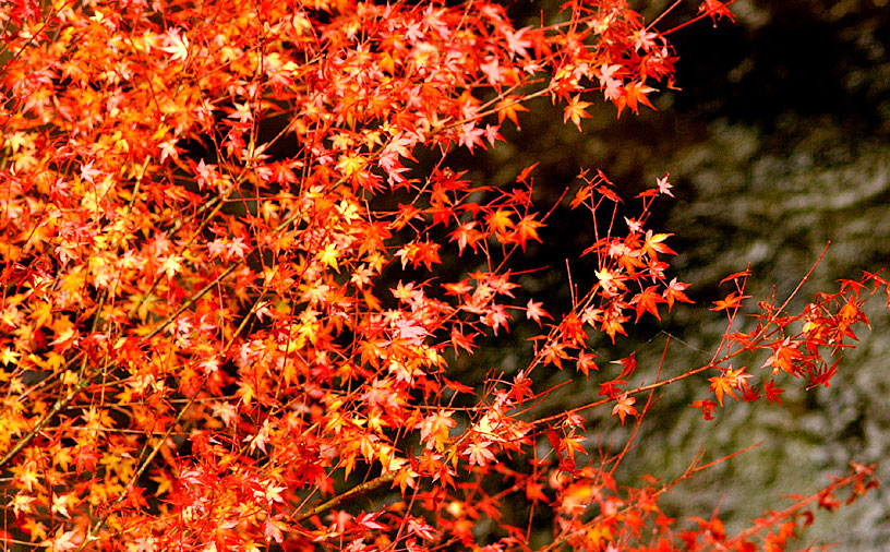 Nature in Autumn