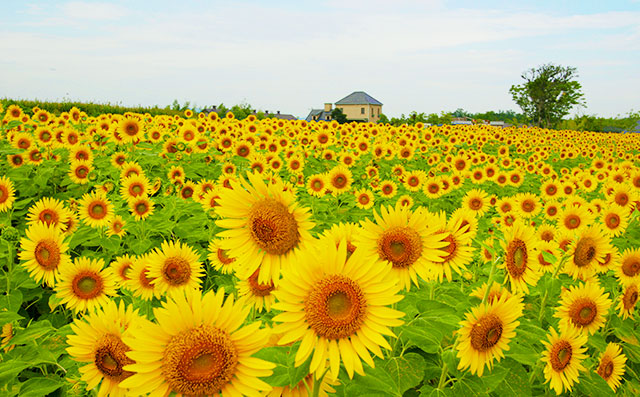 Awaji Farm Park England Hill