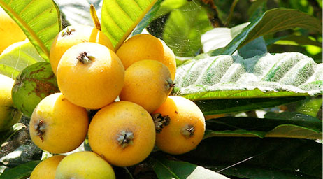 Loquat Picking (Fruit Picking)