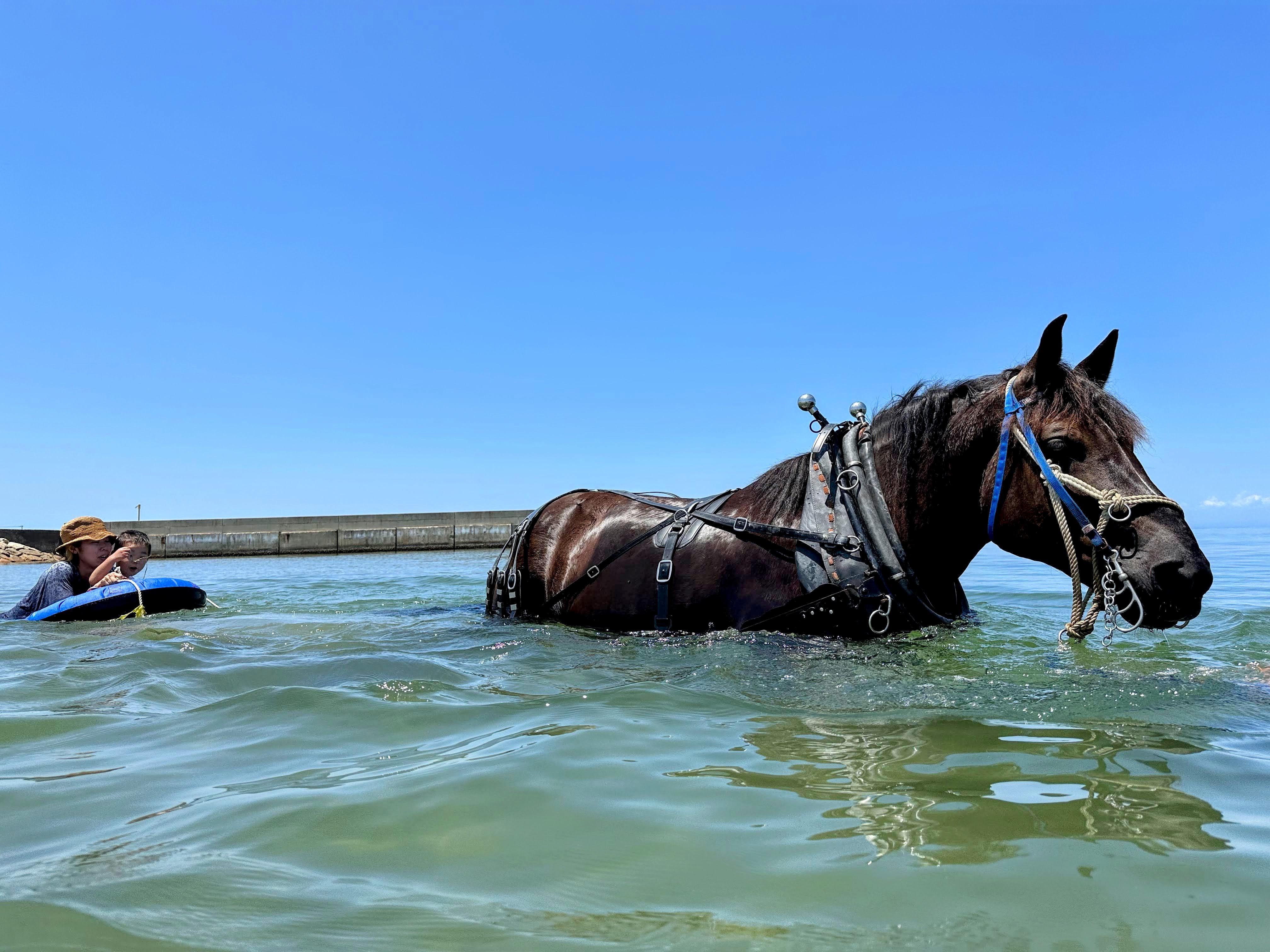 海辺で馬と過ごすゆったり時間。ふれあい、乗馬体験、ホースチューブを引いてもらって馬と一緒に海泳ぎしよう!海辺アクティブコース
