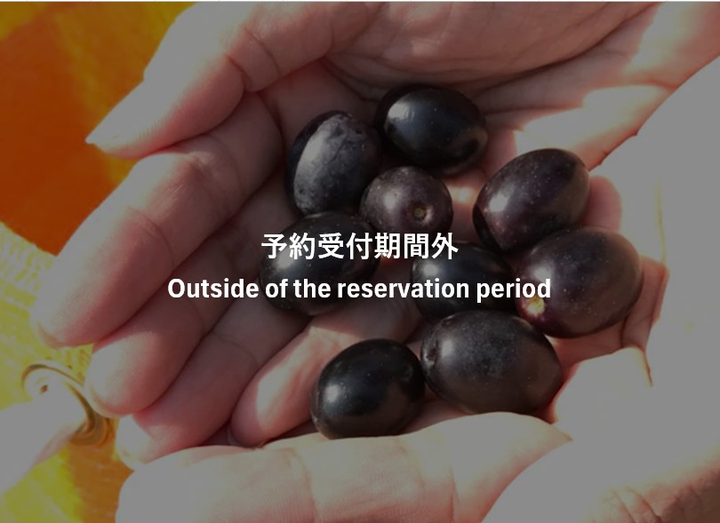 国内オリーヴ最適地の1つ淡路島。オリーヴの実はこうして栽培されている!オリーヴ農家の苦労話やオリーヴオイルと健康の秘密を学ぶ、大自然の中で淡路島オリーヴ収穫体験【オリーヴオイル使用パエリアの調理プランも!】