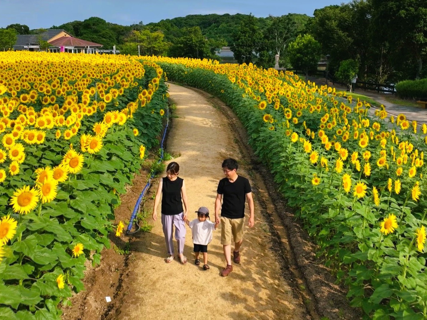 【期間限定】あなただけの空撮ムービー:満開のひまわり畑で叶える特別な一日