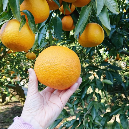 生産者がご案内!幻の柑橘「淡路島なるとオレンジ」の魅力に迫る!収穫体験、その場で絞る100%のジュースの試飲、さらにお土産が付いた超満足プラン