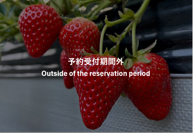 生産者の研究と研鑽の結晶!!「太陽のいちご」と呼ばれる、大粒で甘さとコクと程よい酸味がクセになる”紅ほっぺ”品種のいちご狩り体験
