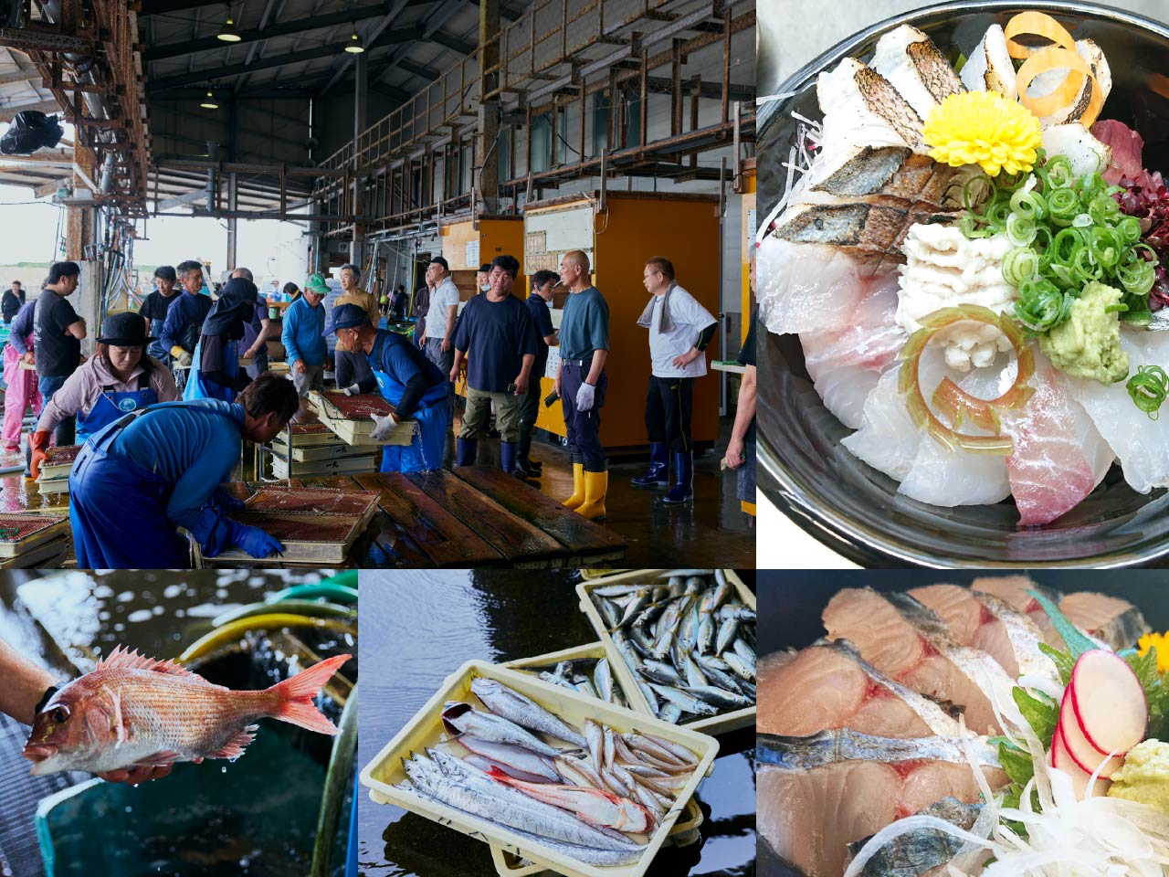 高級魚が続々!活気あふれる由良漁協のセリをプロの仲買人の説明で体験!直後に、由良の一本釣り漁師の釣った魚のみをこだわり専門店で食す!