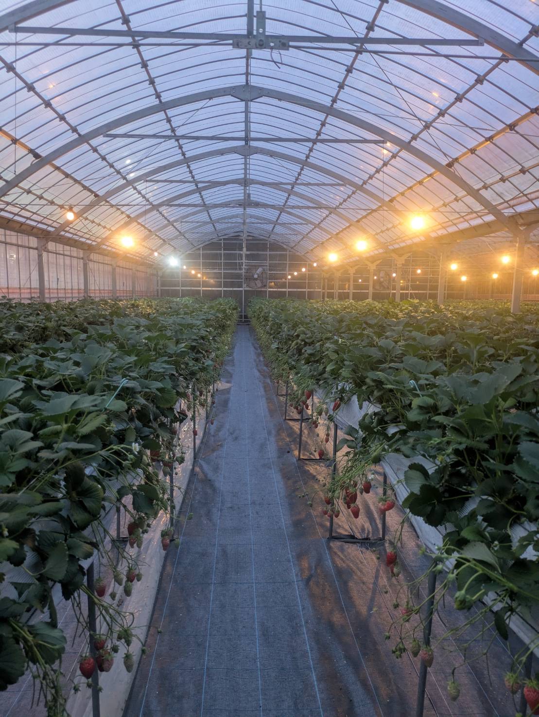 As night falls, step into a glowing strawberry field and enjoy a dreamy nighttime picking experience under the beautiful illumination.