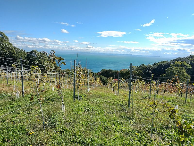【ワインのぶどうはこうやって作るのか!】淡路島の海を望む山の上、島薫るぶどう畑で特別なお手伝い体験。青い空と海、緑のぶどう畑に癒される贅沢なひとときを楽しむ