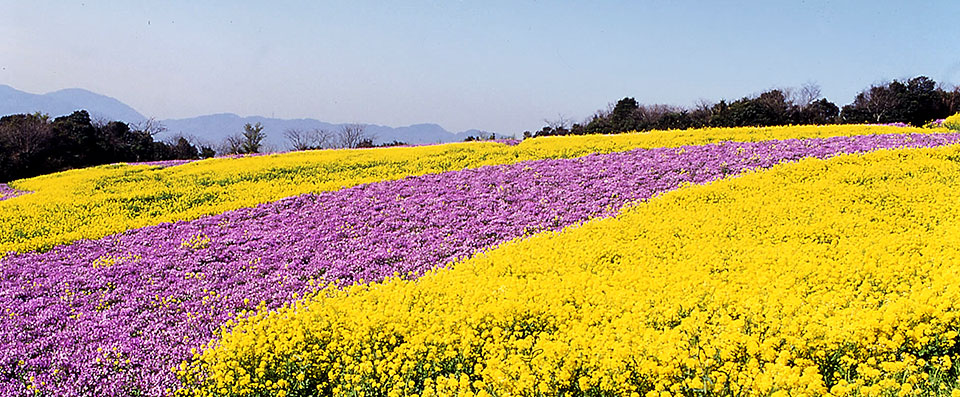 淡路花卉山丘（AWAJI HANASAJIKI）