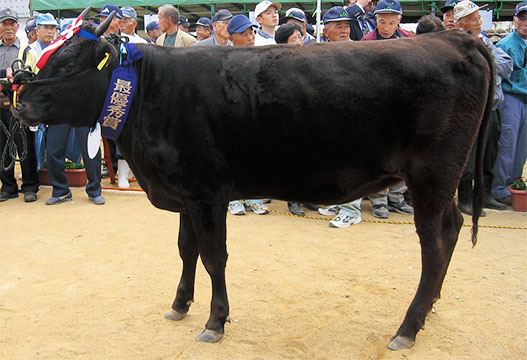 淡路牛肉